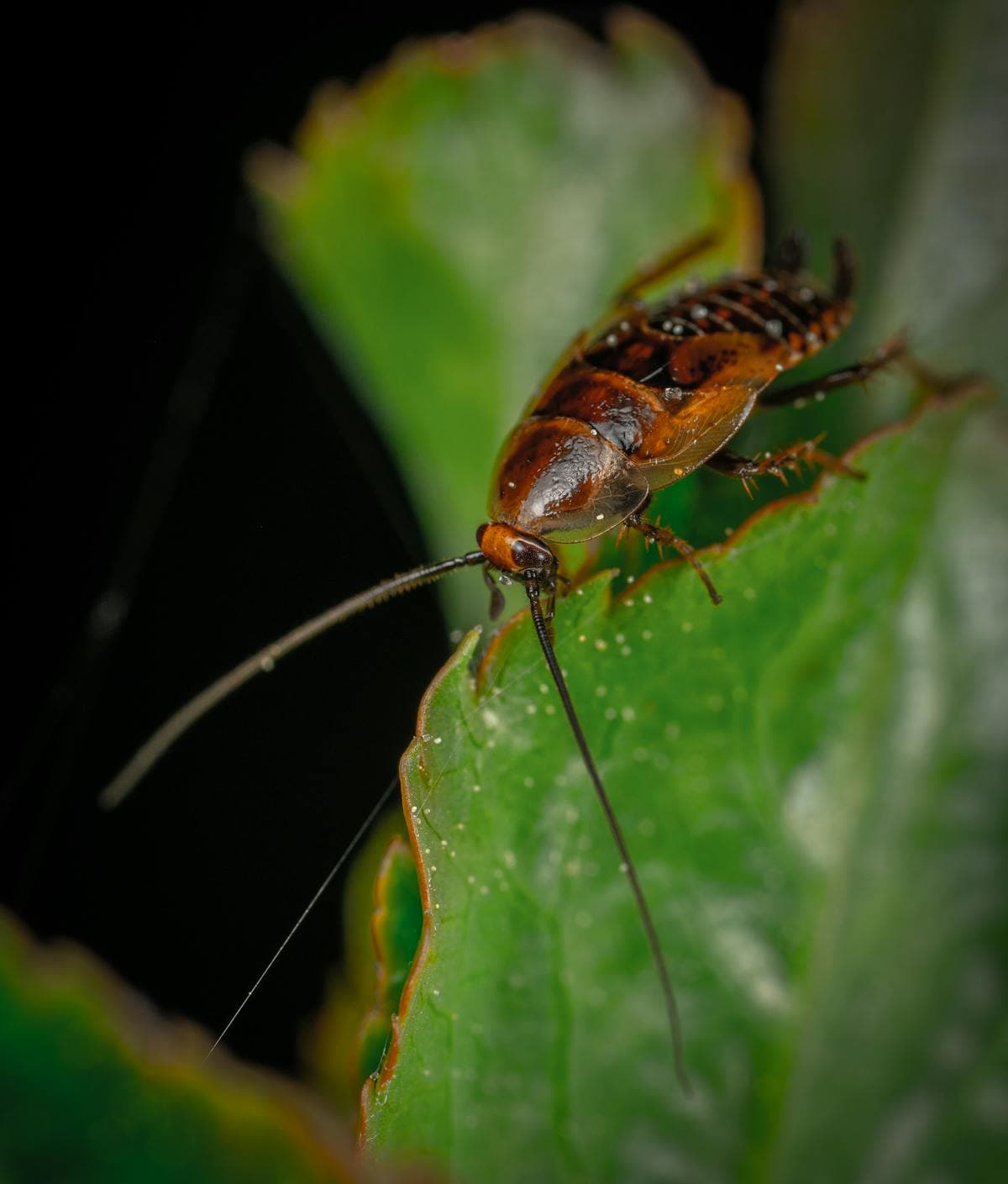 Cockroach Control